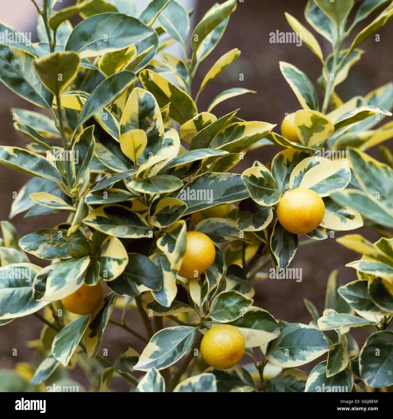 X Citrofortunella microcarpa - `Variegata' (Syn: Citrus mitis) Calamondin Orange   HPS012555     Pho Stock Photo